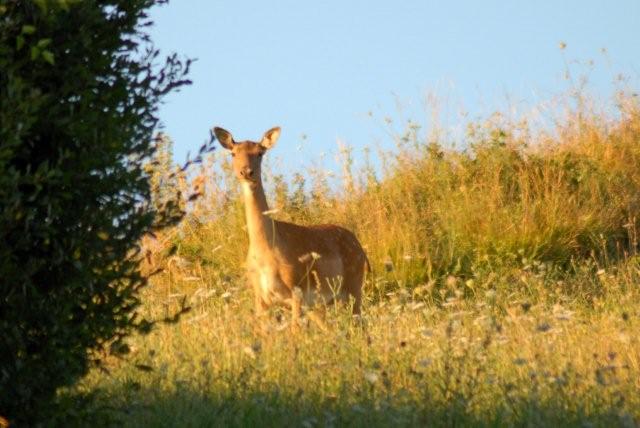 QUIZ:  INDOVINA L''UNGULATO!!! (per i non 